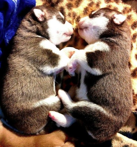 [funny-animals-cute-26%255B2%255D.jpg]