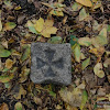 dsc03923.jpg