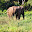 ELEFANT SRI LANKA