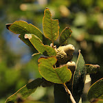 IMG_1593.JPG
