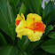 Canna generalis. Achira