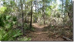 Trail through woods
