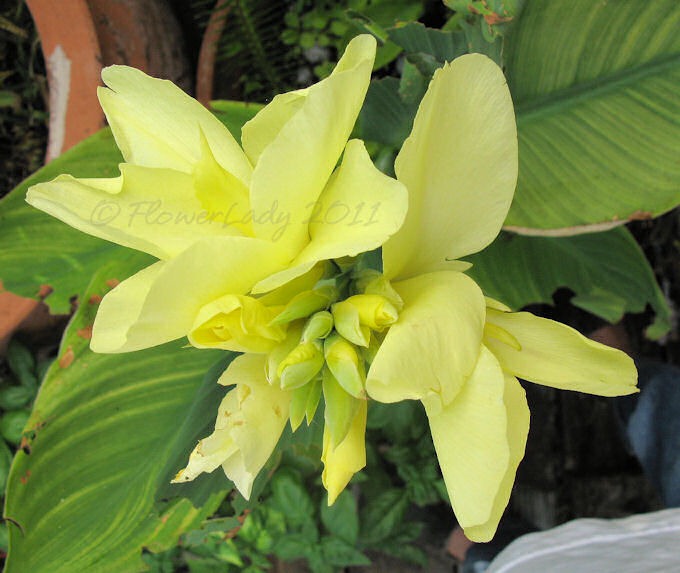 [05-27-canna2%255B2%255D.jpg]