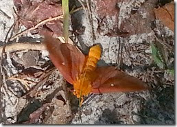 Oakworm moth