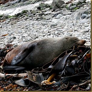 Seal on seaweed
