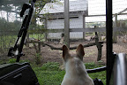 Look, Franny.  While we were away, our new guinea fowl friends were moved into their own private space in the chicken coop!  I guess Martha wanted them to have the company of hens and roosters.
