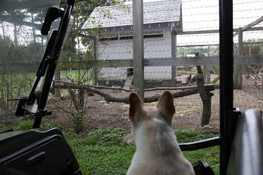Look, Franny.  While we were away, our new guinea fowl friends were moved into their own private space in the chicken coop!  I guess Martha wanted them to have the company of hens and roosters.