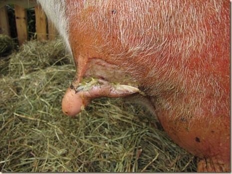 Cow teat 002 Cow teat 002
