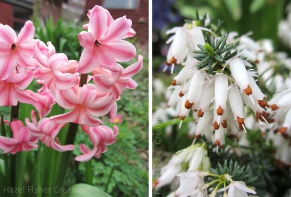 2014 March 24 spring time flowers photograph hyacynth and heather 2014 March 24 spring time flowers photograph hyacynth and heather