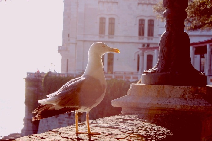 seagul