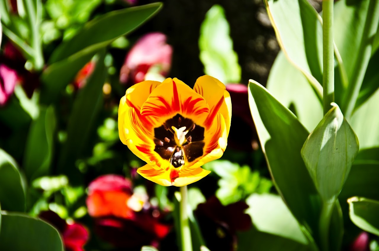Istanbul tulips
