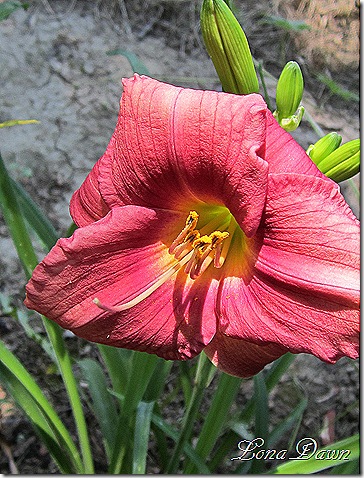 Lily_Rosey_Returns_Hemerocallis