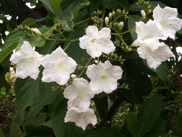 [Cordia%2520superba%2520%25282%2529%255B3%255D.jpg]