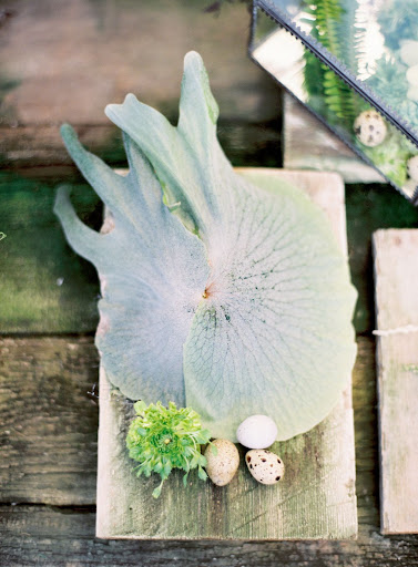 This large, pretty leaf would make an interesting centerpiece.