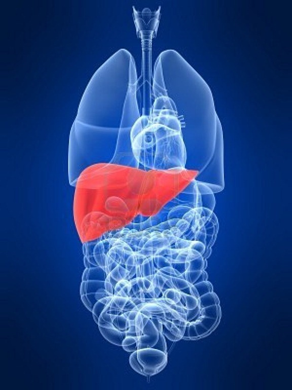 [human-organs%255B1%255D.jpg]