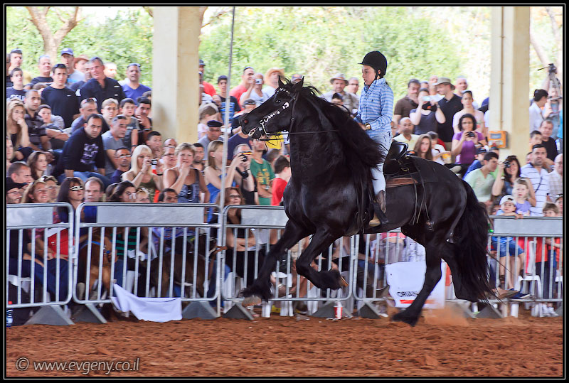 il/Фото: Stallion Show 2011 (20110416 stllion show 096 2455)