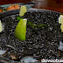 Paella Negra at Belito's Vine Yard