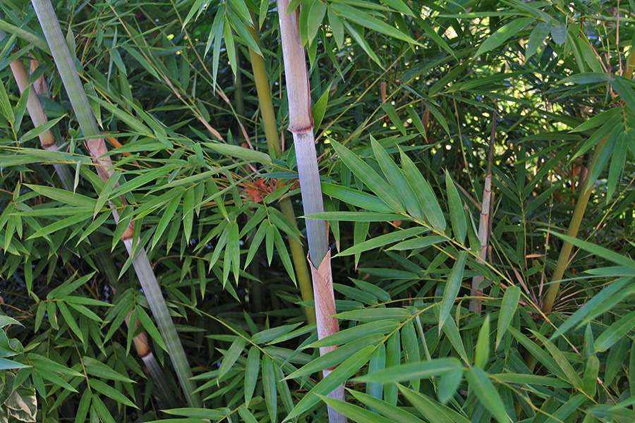 [110810_bambusa_chungii_barbellata_04.jpg]