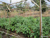 Aubergines