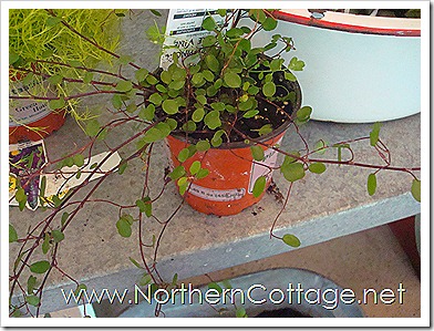 Northern Cottage: How To Make a MINI GARDEN