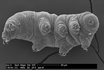 [tardigrade-111202-02%255B3%255D.jpg]