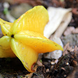 A Starfruit - Castries, St. Lucia