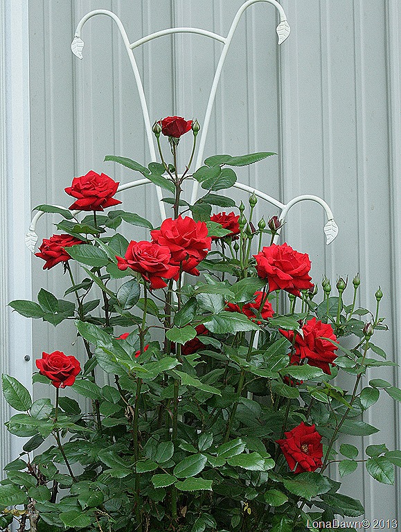 [Rose_CrimsonBouquet_Grandiflora%255B8%255D.jpg]