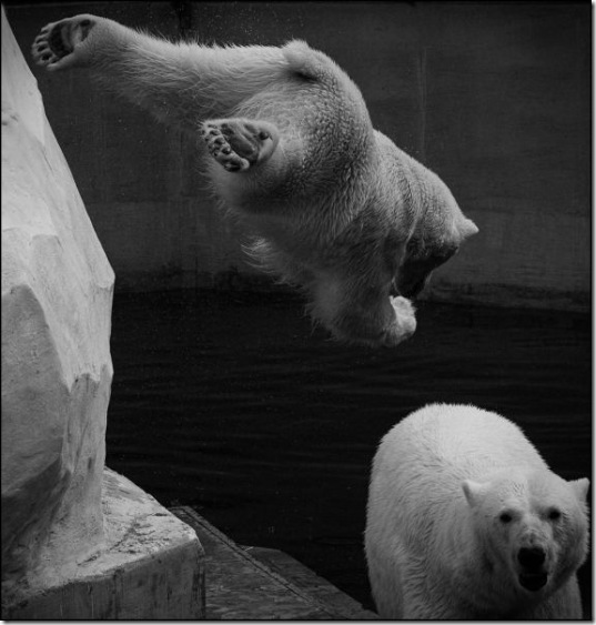 funny-animals-haha-25