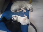 ARES adoptado hace 3 años con uno de sus hermanos gatunos ¡¡