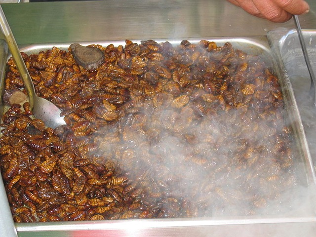 [800px-Silkworm_snack%255B3%255D.jpg]