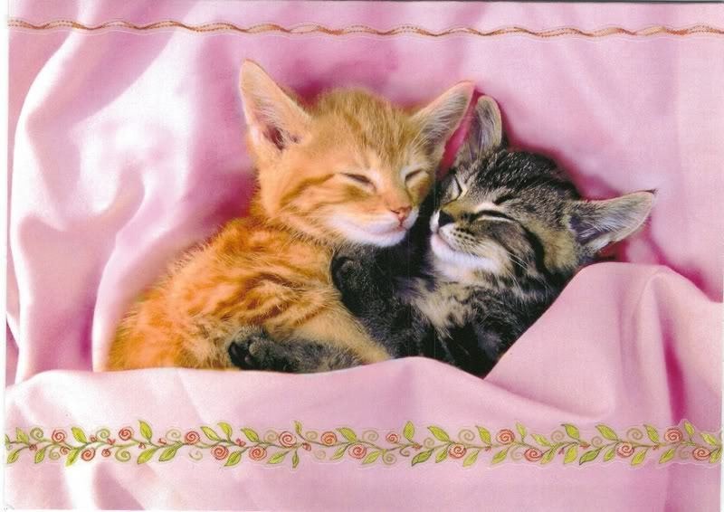 [Cute-Kittens-kittens-13247987-800-566%255B2%255D.jpg]