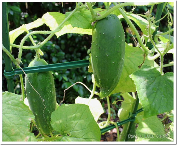 cucumbers