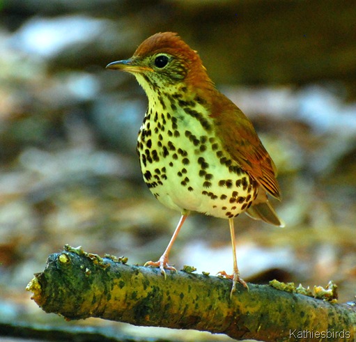 1. Wood thrush-kab