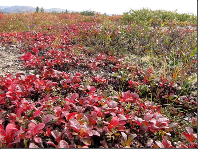 Bear Berry at the Arctic Circle