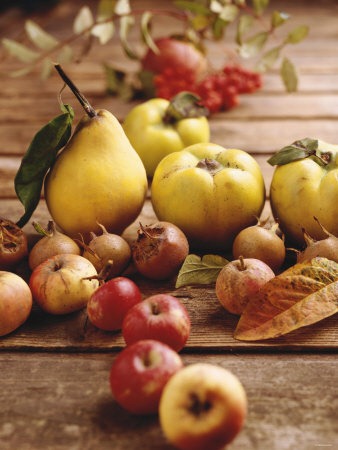 [autumn-fruits%255B3%255D.jpg]