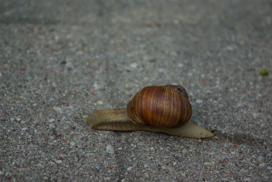 IMGP8784.JPG