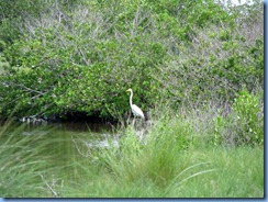 7843 Peacocks Pocket Road, Merritt Island Wildlife Refuge, Florida - Great egret