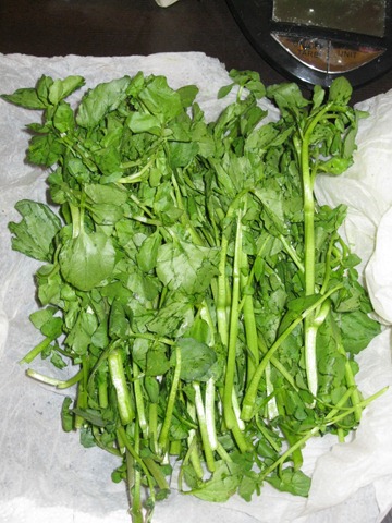 [Watercress%255B4%255D.jpg]