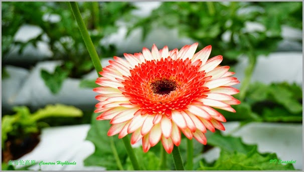 红白非洲菊花 红白非洲菊花
