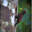 Maroon Woodpecker---Blythipicus rubiginosus-02 copy.jpg