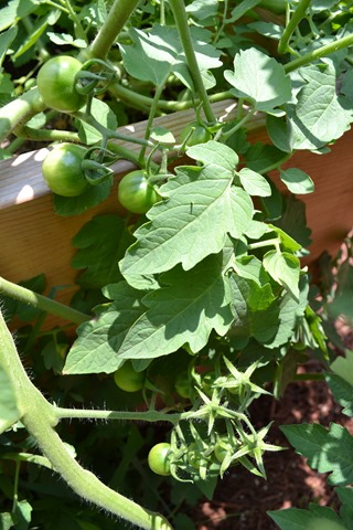 Tomatoes in July