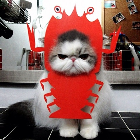 [hope-cat-instagram-13%255B2%255D.jpg]