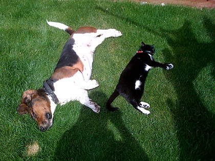 Dogs, cats and most other furry animals don’t sweat to regulate their body temperature (100.4̊ F – 102.5̊̊F). (Deuce and Cleo lounging, Hillsdale, New Jersey)