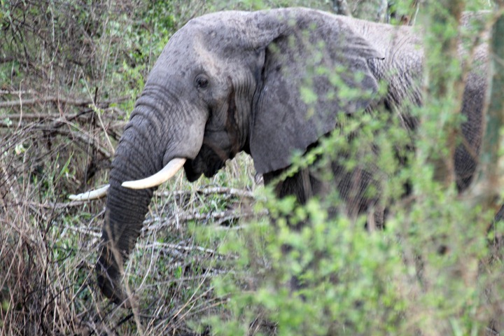 [October-17-2012-elephant-in-bushes3.jpg]