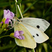 butterfly_4531291613_o.jpg