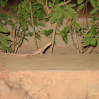 IMG_0853.JPG