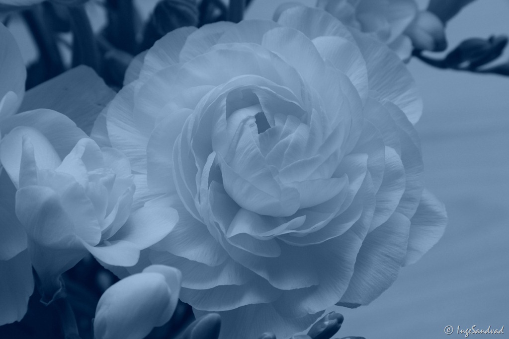 [Hvid%2520blomst%2520-%2520cool%255B2%255D.jpg]