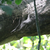 It looks like smoke but it is actually fungi spores coming out of a log.