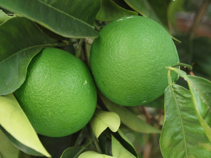 green oranges       