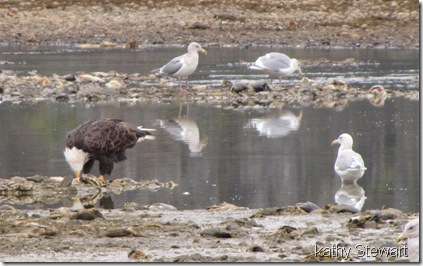 Eagle and Gulls feeding